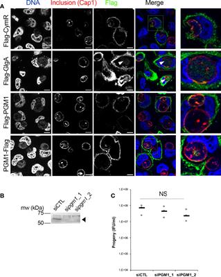 CT295 Is Chlamydia trachomatis’ Phosphoglucomutase and a Type 3 Secretion Substrate